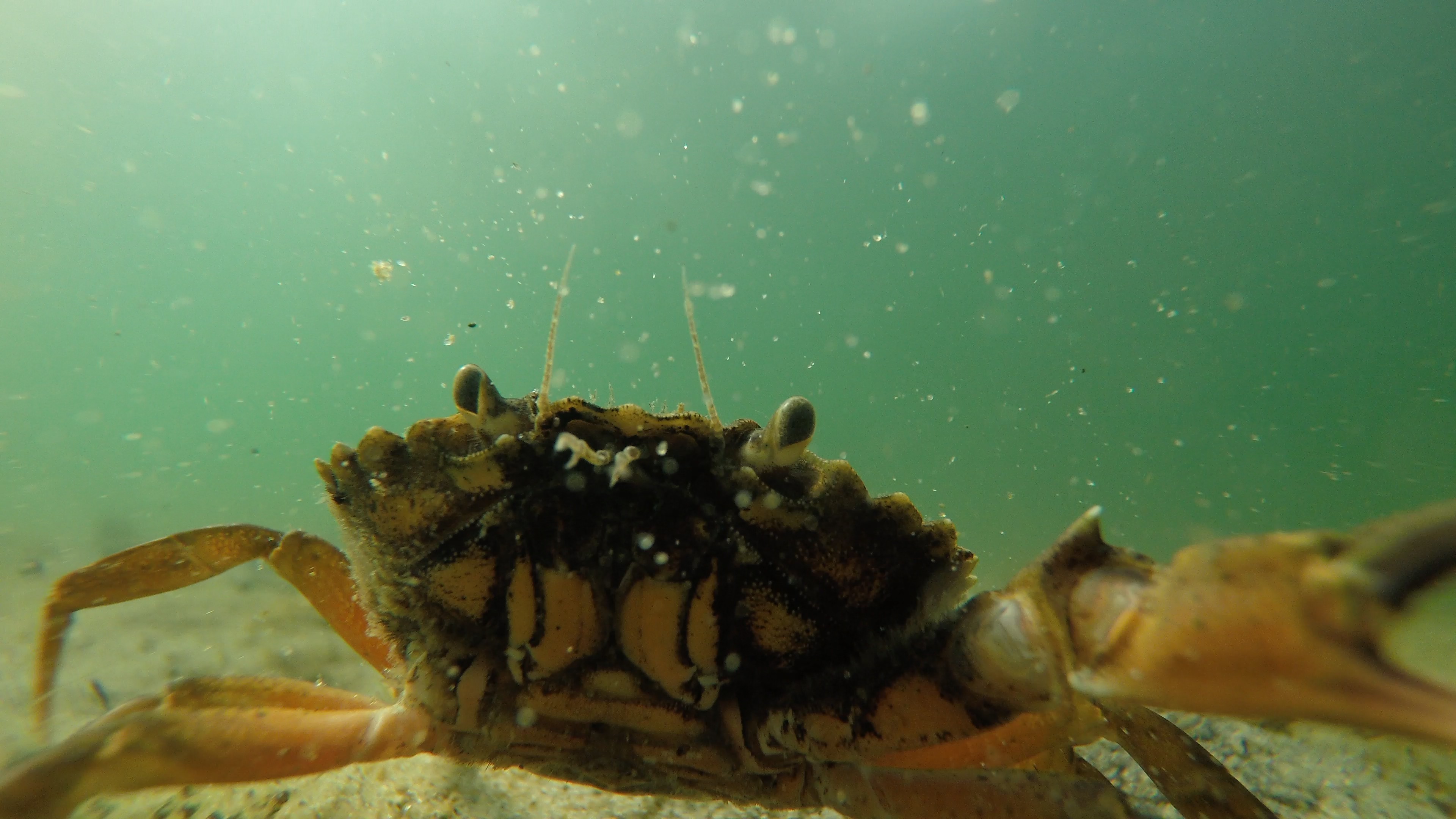 Here should be an image of a *carcinus maenas*